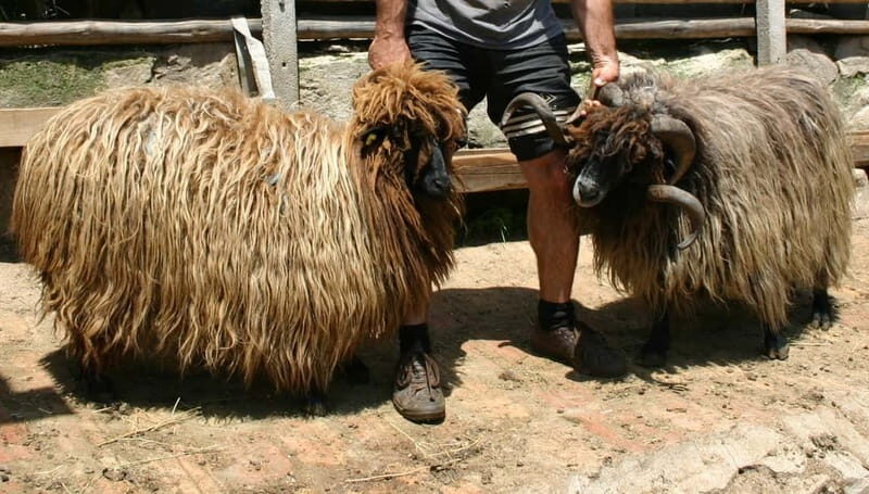 Bansko: Rare Bulgarian Pets Experience - Key Points