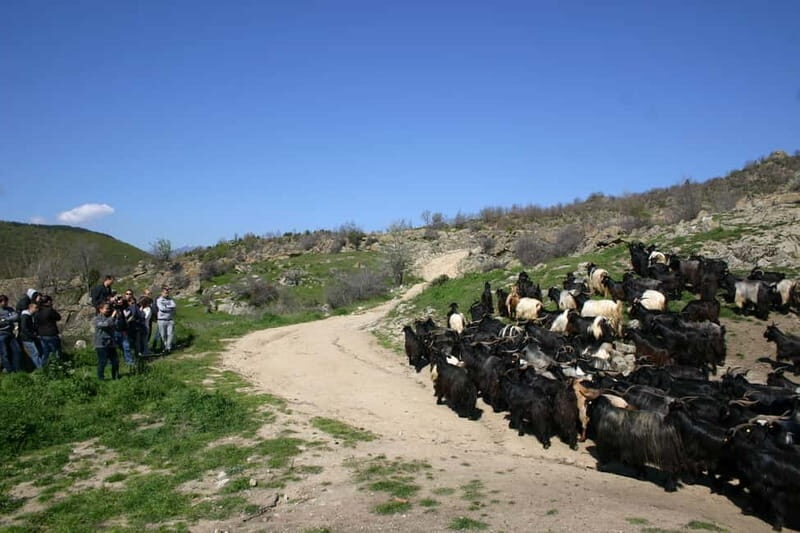 Bansko: Rare Bulgarian Pets Experience - What Is the Bansko Rare Pets Experience?