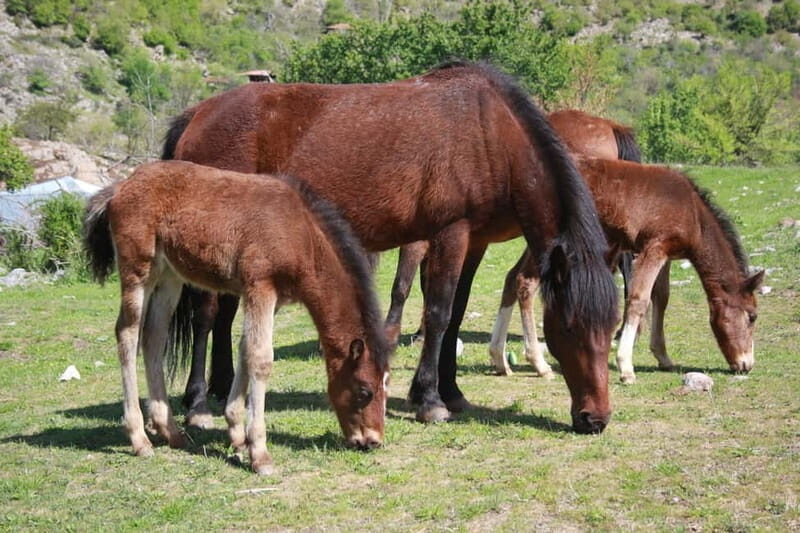 Bansko: Rare Bulgarian Pets Experience - Final Thoughts