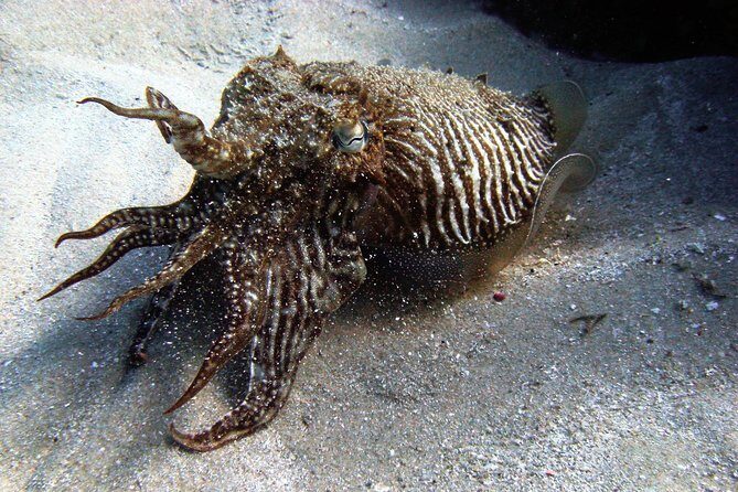 Baptism of diving in the Natural Park of the Strait - Introduction