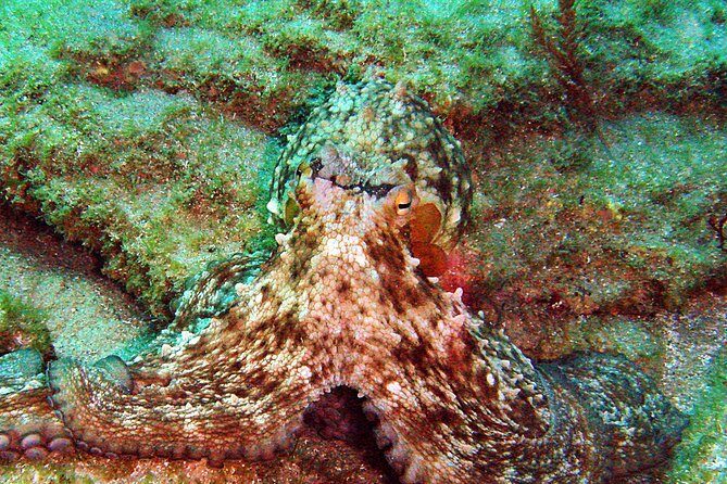 Baptism of diving in the Natural Park of the Strait - Value and Cost Analysis