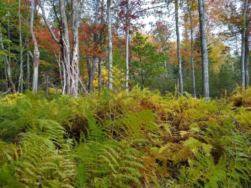 Bar Harbor: Acadia National Park Autumn Leaf Private Tour - Why This Tour Stands Out