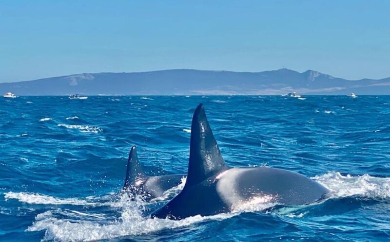 Barbate: Dolphin and Whale Watching in Cape Trafalgar - The Bottom Line