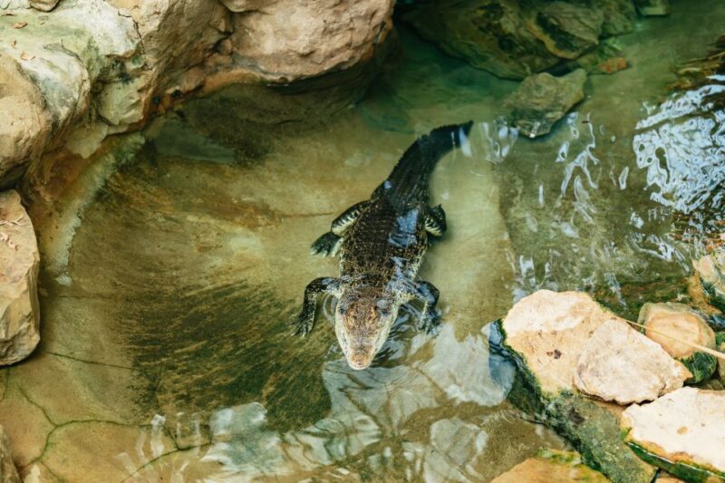 Barcelona: 1-Day Ticket to Barcelona Zoo - In The Sum Up