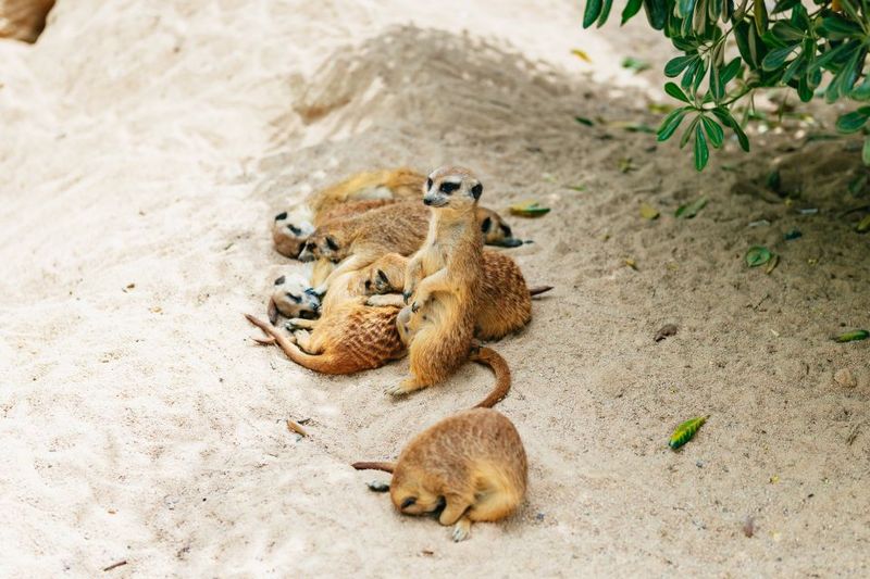 Barcelona: 1-Day Ticket to Barcelona Zoo - The zoo’s conservation focus (and how it shows up for visitors)