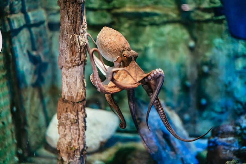 Barcelona Aquarium: Entry Ticket - Key Points