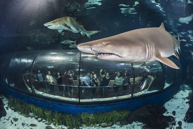 Barcelona Aquarium Skip the Line Ticket - What Do You Actually See?