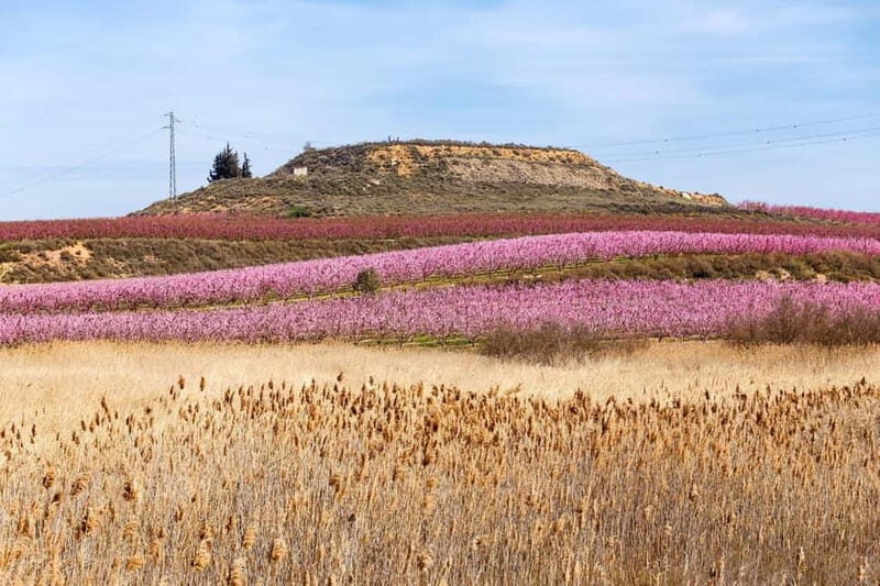 Barcelona: Cherry Blossoms and Montserrat Tour - Aitona: A Blooming Spectacle