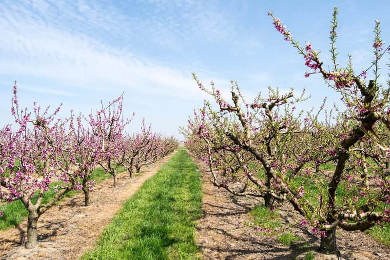 Barcelona: Cherry Blossoms in Aitona & Lunch Tour - Key Points