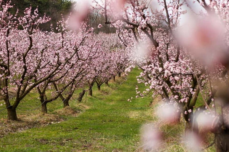 Barcelona: Cherry Blossoms in Aitona & Lunch Tour - FAQ