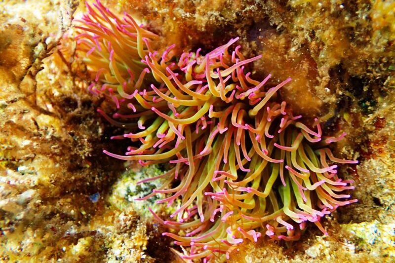 Barcelona: Costa Brava Kayak, Snorkel & Cliff Jump & Lunch - Key Points