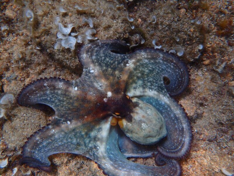 Barcelona: Costa Brava Kayak & Snorkeling Small Group Tour - What to Expect from the Tour