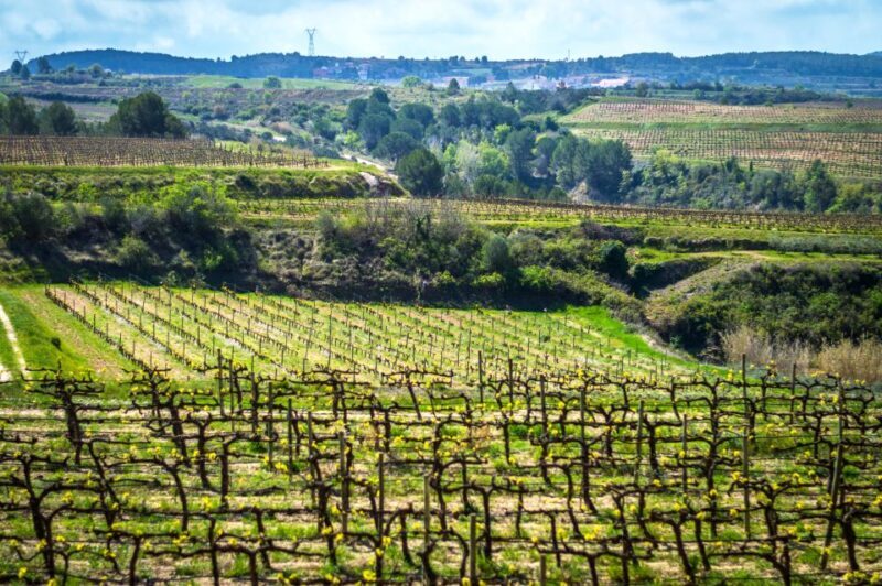 Barcelona: Guided Half-Day Wine and Electric Bike Tour - Final Thoughts: Is This Tour Right for You?