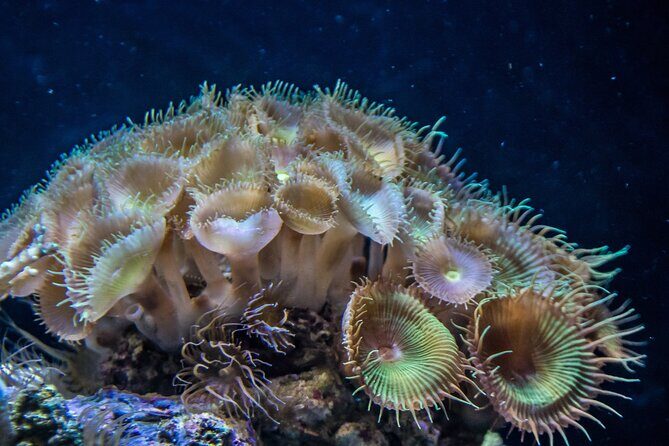 Barcelona Hop On Hop Off Bus Tour With Aquarium Admission - Who Is This Tour Best For?