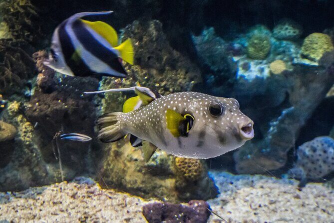 Barcelona Hop On Hop Off Bus Tour With Aquarium Admission - FAQ