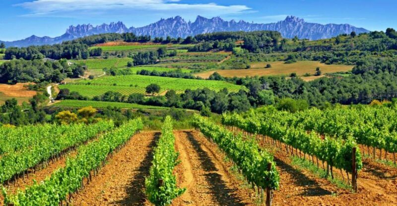 Barcelona: Montserrtat Hike and Winery Tour with Tasting - Visiting the Organic Winery in El Penedès