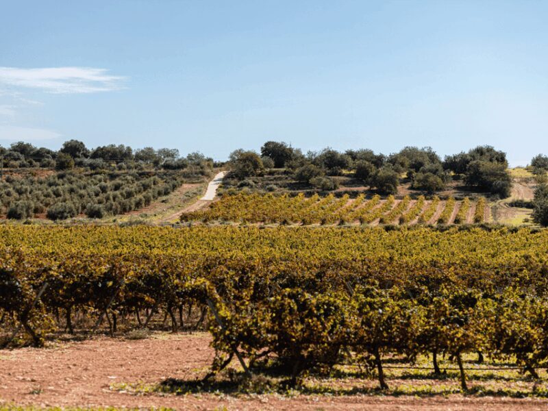 Barcelona: Priorat Wine Tour & Tastings and Lunch - Key Points