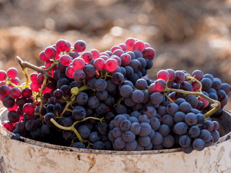 Barcelona: Priorat Wine Tour & Tastings and Lunch - Discovering Catalonia’s Hidden Gems