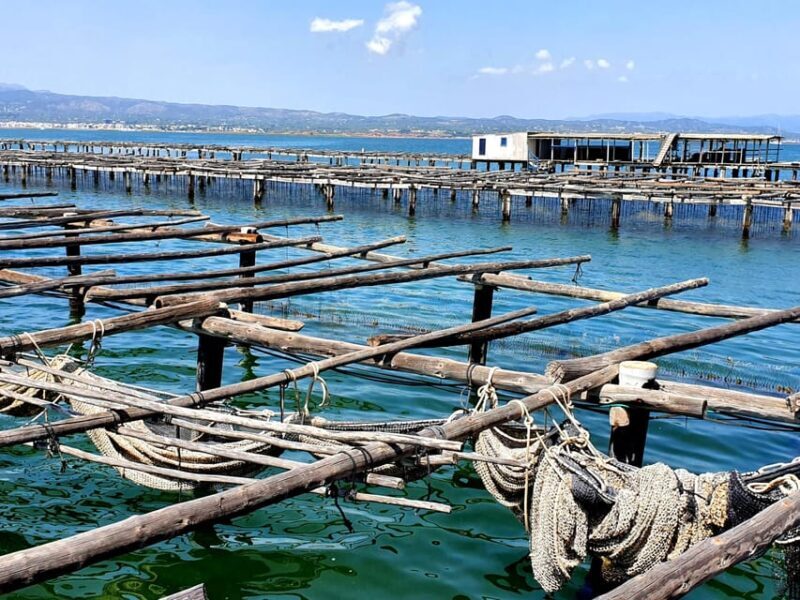 Barcelona: Tuna Baths in the Ebro Delta Route and Olive Tree Tour - An In-Depth Look at the Tour