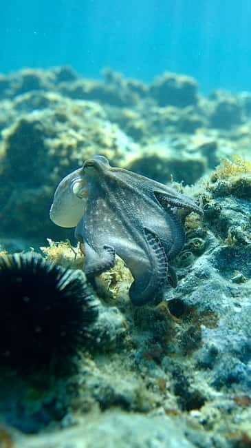 Barcelona Wild Experience: Kayak & Snorkel in Costa Brava - Key Points