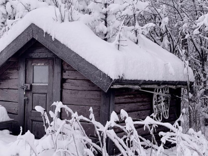 Bardufoss: Wild Moose Safari with Lunch - Why This Tour Stands Out (or Falls Slightly Short)