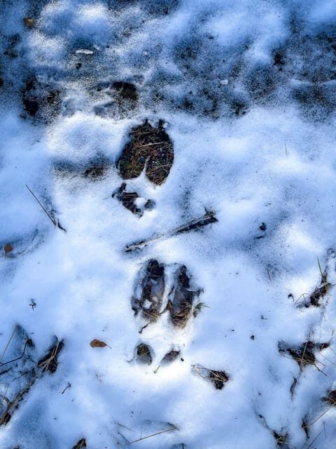 Bardufoss: Wild Moose Safari with Lunch - Who Is This Tour Best For?