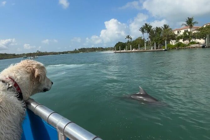 Bark on the Ark - Exploring the Details of Bark on the Ark