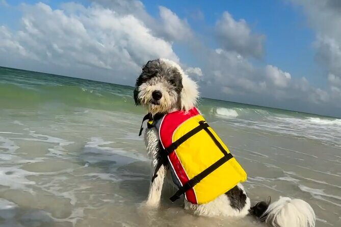 Bark on the Ark - Frequently Asked Questions (FAQs)