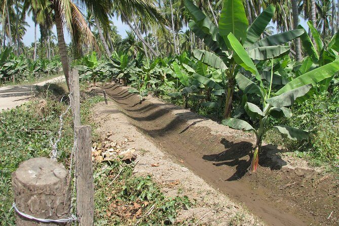 barra de navidad and plantations - FAQ