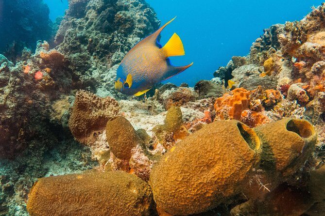 Basic Diver - Bautismo - Who Should Consider This Tour?