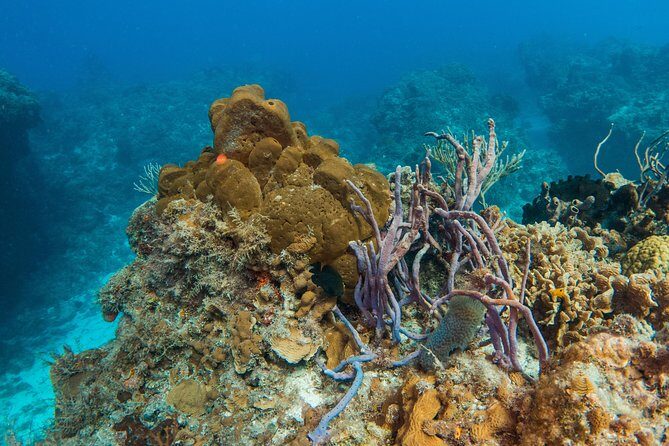 Basic Diver - Bautismo - Final Thoughts