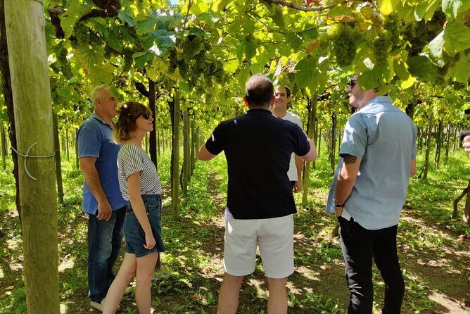 BASQUE CHEESE and TXAKOLI WINE - Private Gastronomic Adventure - Who Would Love This Tour?