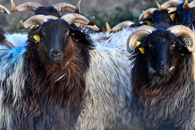 Basque Country Food Tour - FAQs