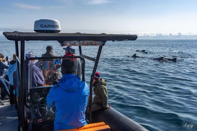 Basque Country : Whale and Dolphin Watching Boat Tours - The Experience: Pros and Cons