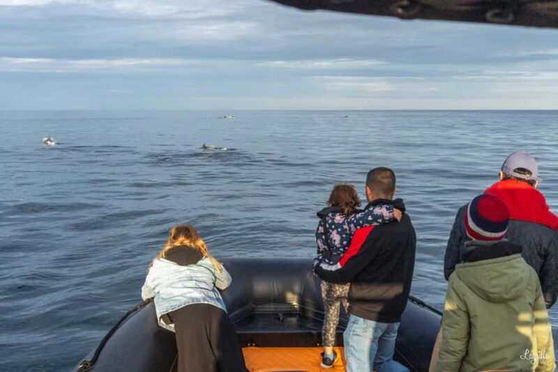 Basque Country : Whale and Dolphin Watching Boat Tours - What Reviewers Say