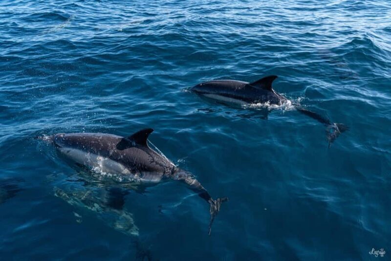 Basque Country : Whale and Dolphin Watching Boat Tours - Who Is This Tour Best For?