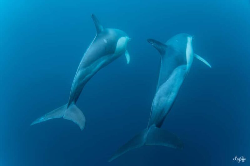 Basque Country : Whale and Dolphin Watching Boat Tours - FAQ