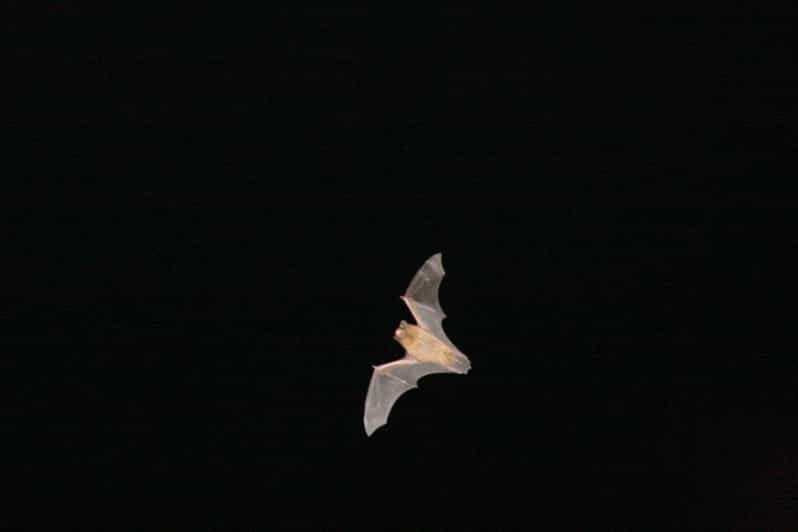 Bat Watching Madeira - Final Thoughts