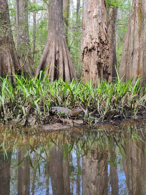 Baton Rouge: Kayak Tour Through the Historic Atchafalaya - The Paddling Route and Natural Highlights