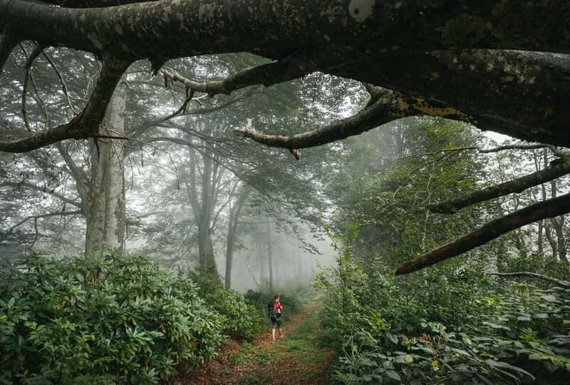 Batumi to Mtirala National park - Half day hiking group tour - Practical Tips for Travelers