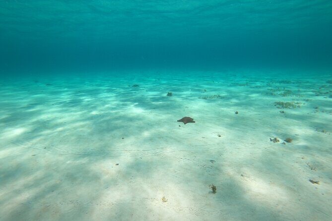 Bavarian Fiesta Snorkel Activity in Glass Bottom Boat at San Miguel de Cozumel - An Overview of the Experience