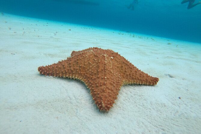 Bavarian Fiesta Snorkel Activity in Glass Bottom Boat at San Miguel de Cozumel - Who Should Book This Tour?