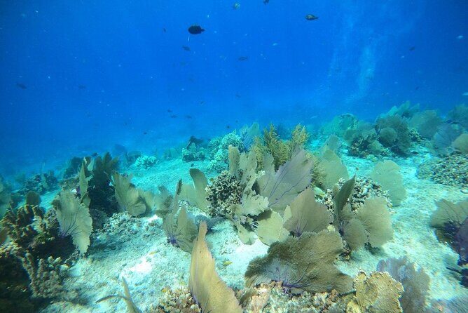 Bavarian Fiesta Snorkel Activity in Glass Bottom Boat at San Miguel de Cozumel - FAQ