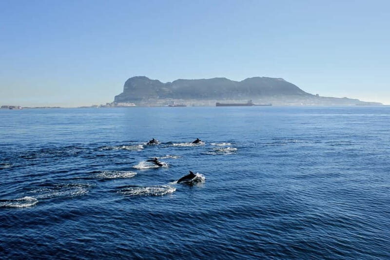 Bay of Gibraltar: Dolphin Cruise - Key Points