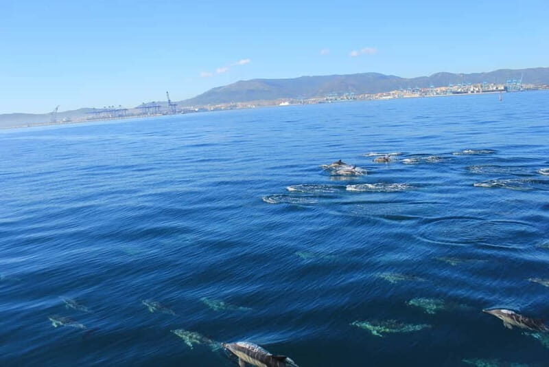 Bay of Gibraltar: Dolphin Cruise - The Experience: What You Can Expect