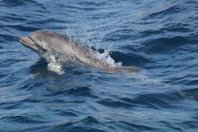 Bay of Gibraltar sail tour with huge ships, dolphin spotting, tapas & drinks - Final Verdict