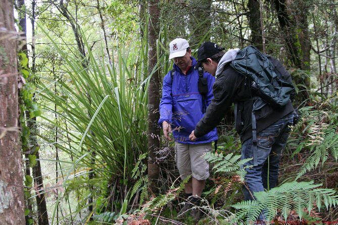 Bay of Islands Shore Excursion: Puketi Rainforest Guided Walk - Key Points