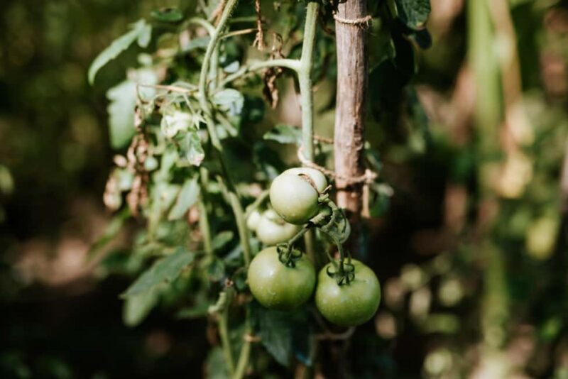 Bazna: Saxon Dinner in a rural house from the village - Key Points