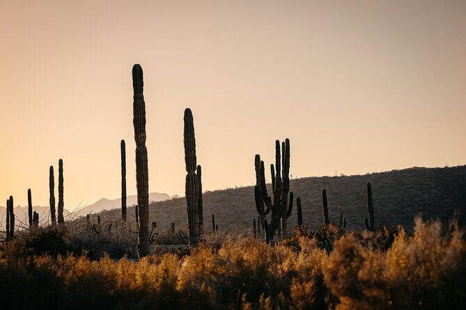 Beach and Desert Scenic Horseback Ride in Baja California Sur - A Closer Look at the Beach and Desert Horseback Ride