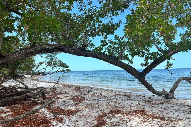 Beach and Shelling Excursion - Public - The Experience, Step-by-Step